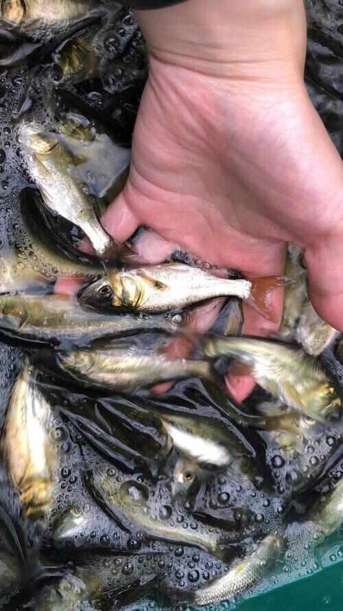 武汉供应鱼苗花鲢