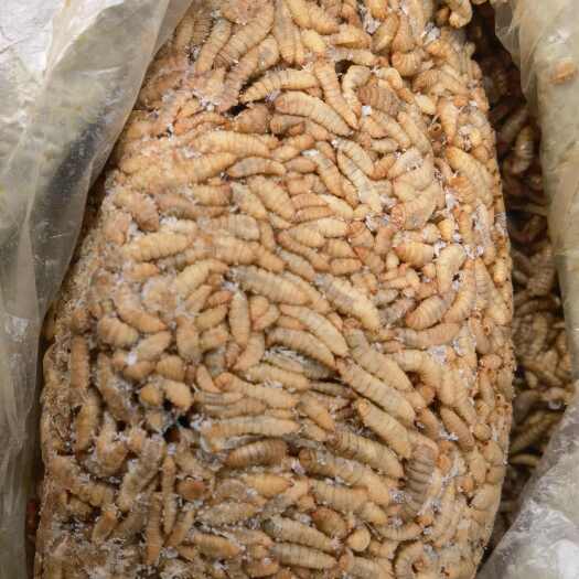 武汉黑水虻活虫、冻虫厂家直销。湖北省内大量供货！