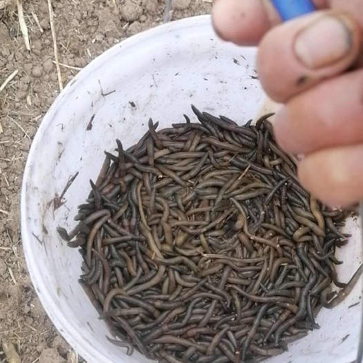 江陵县蚯蚓
