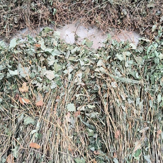 鱼腥草，大别山区野生鱼腥草，自然晒干，