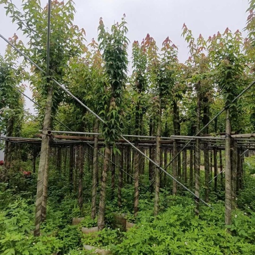 揭阳枫香5-6公分大量出售