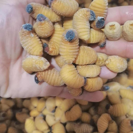 竹笋虫 大竹虫 笋虫对接批发酒店大量批发