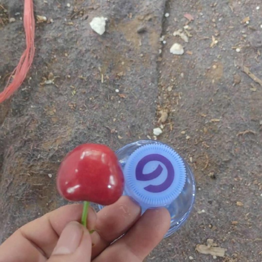 临朐县露天大美早