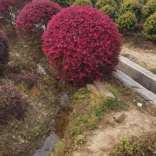 浏阳市庭院绿化设计