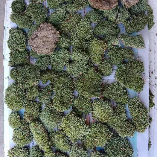 天柱县白发苔藓，量大从优