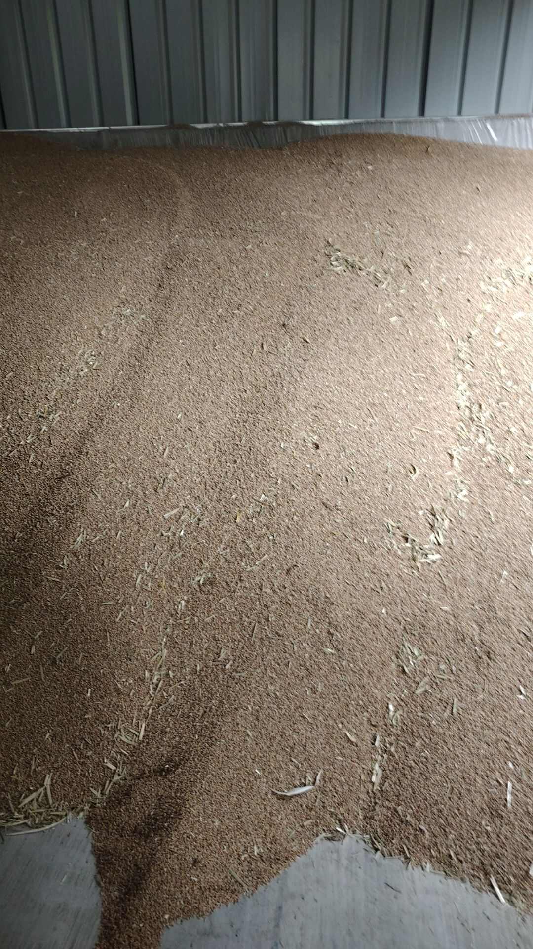 小麦