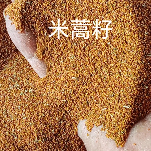 葶苈子种子