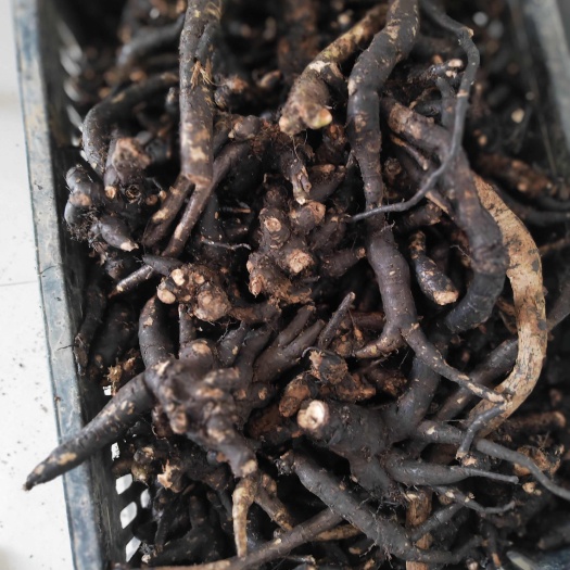 土人参栌兰 土西洋参 申时花 草参 非种植统货不挑不选
