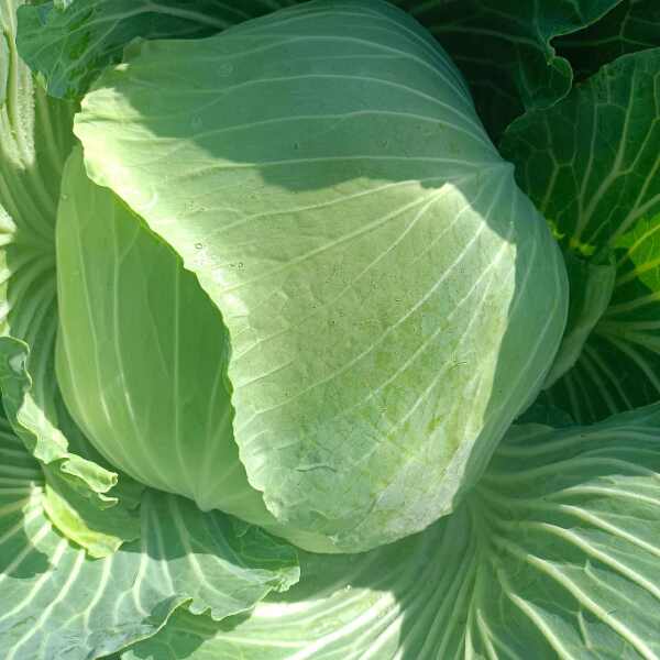 高山富硒白菜包菜上市了