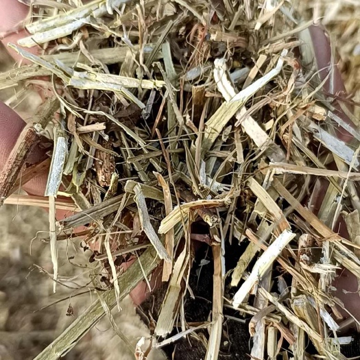保定花生秧