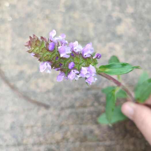 灌阳县夏枯草全草带根单花都可以不是人工种植的