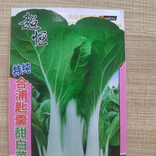 南宁特亮合浦匙羹甜白菜，乳白色，适合阳台，小花园种植，四季菜