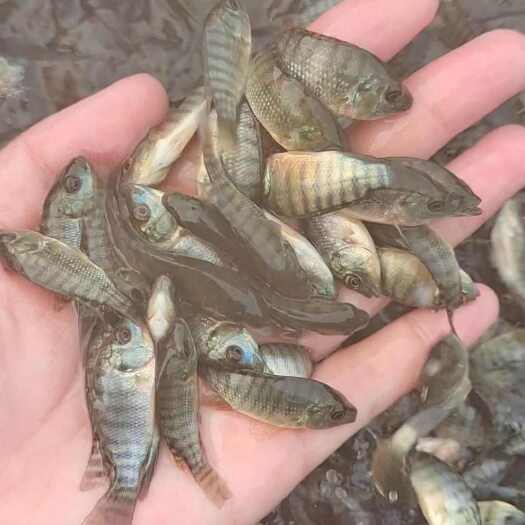 黑罗非-青宝露开卖