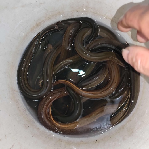 嘉善县黄鳝