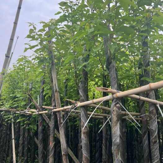 揭阳香樟3-8分大量出售