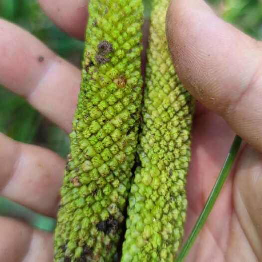 达州红杆宽叶石菖蒲，包回收
