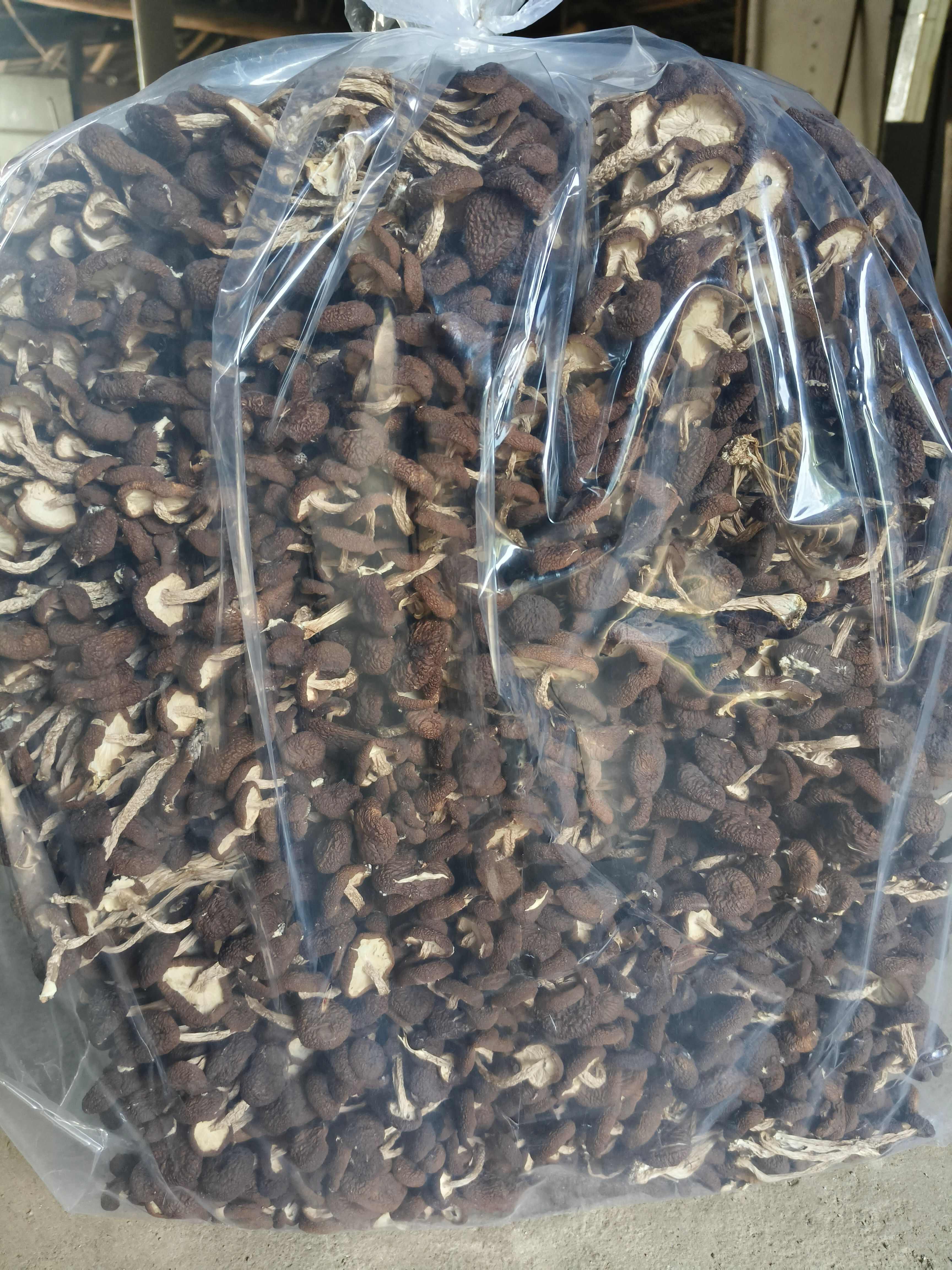 江西廣昌茶樹菇5號(hào)菇不開(kāi)傘茶樹菇茶薪菇干貨2024新菇