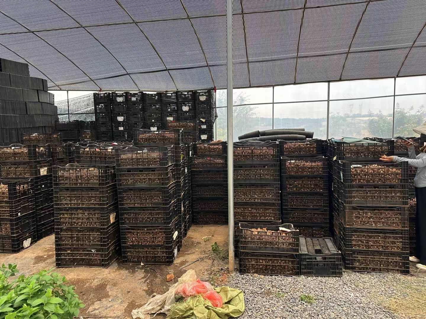 香雪兰种球红色、橙色、白色、粉色、浅紫、深紫、粉色