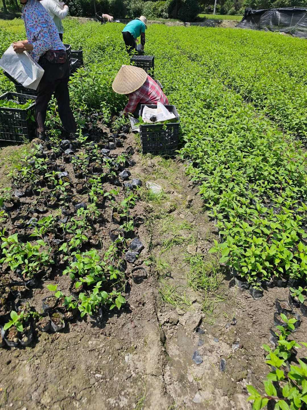 圆锥绣球香草草莓杯苗