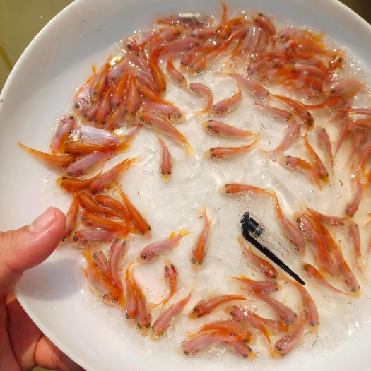 海南红罗非-豹纹红