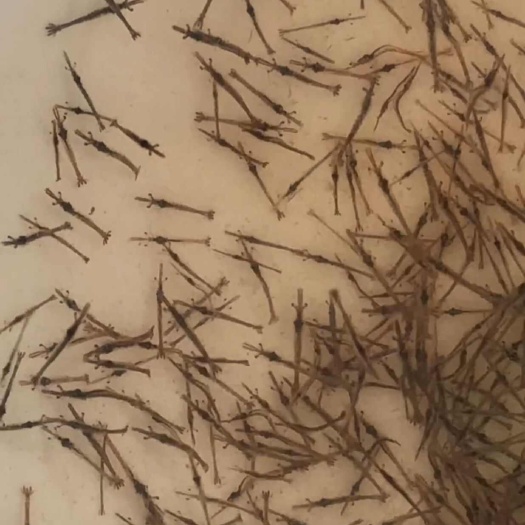 遂溪县私聊批发南美白对虾苗，班节虾苗，花虾苗，活体只限购广东附近省
