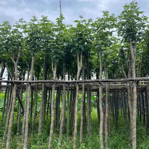 黄花风铃木3-8公分出售
