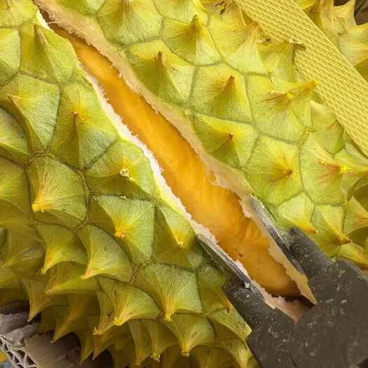中牟县金枕榴莲