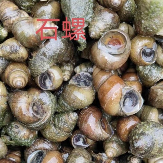 荆州 薄壳大石螺各种规格都有，麻辣田螺，嗦螺，原产地批发