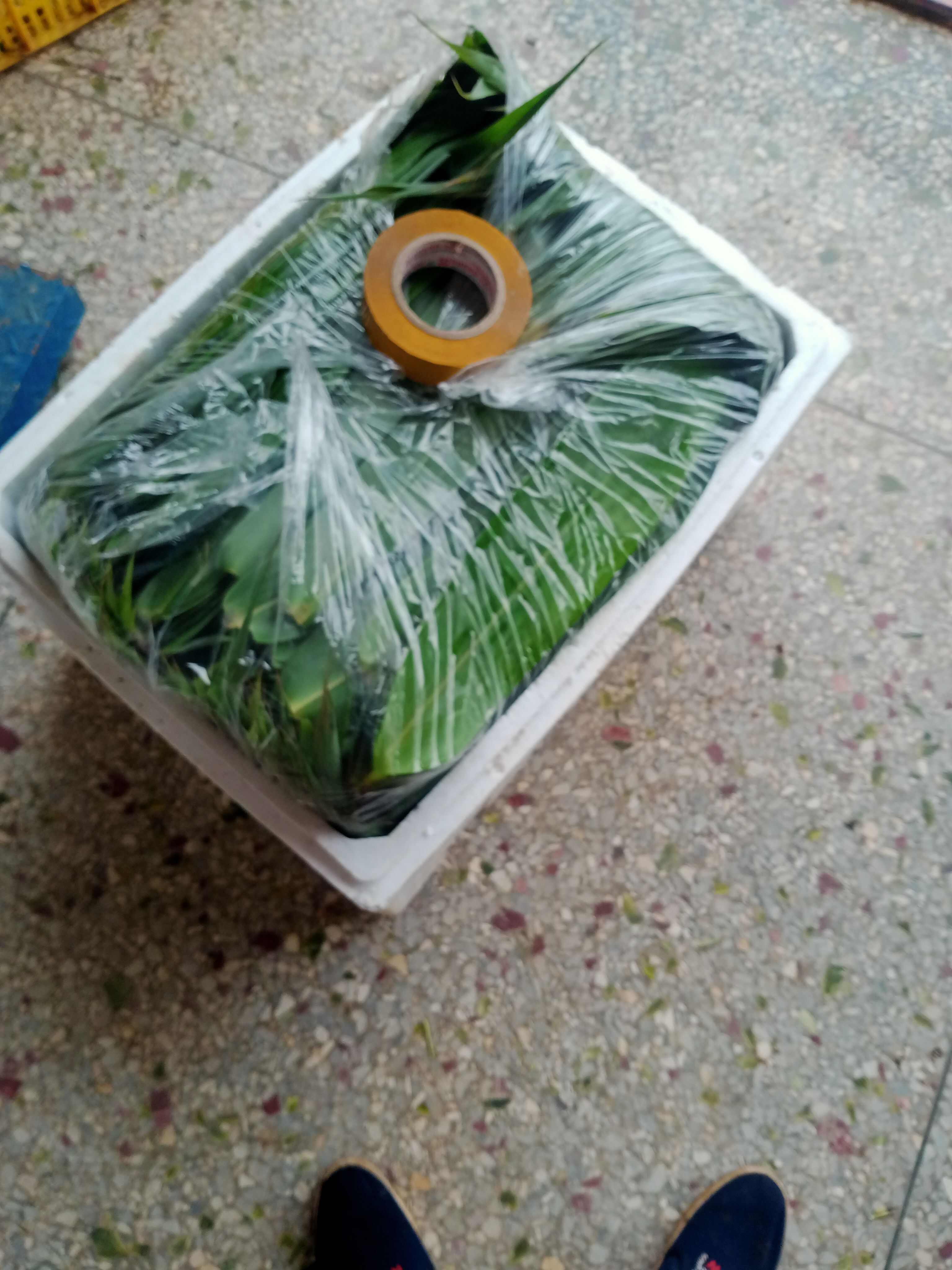 广东粽子叶