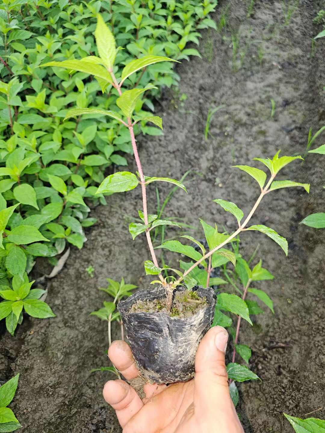 圆锥绣球香草草莓杯苗