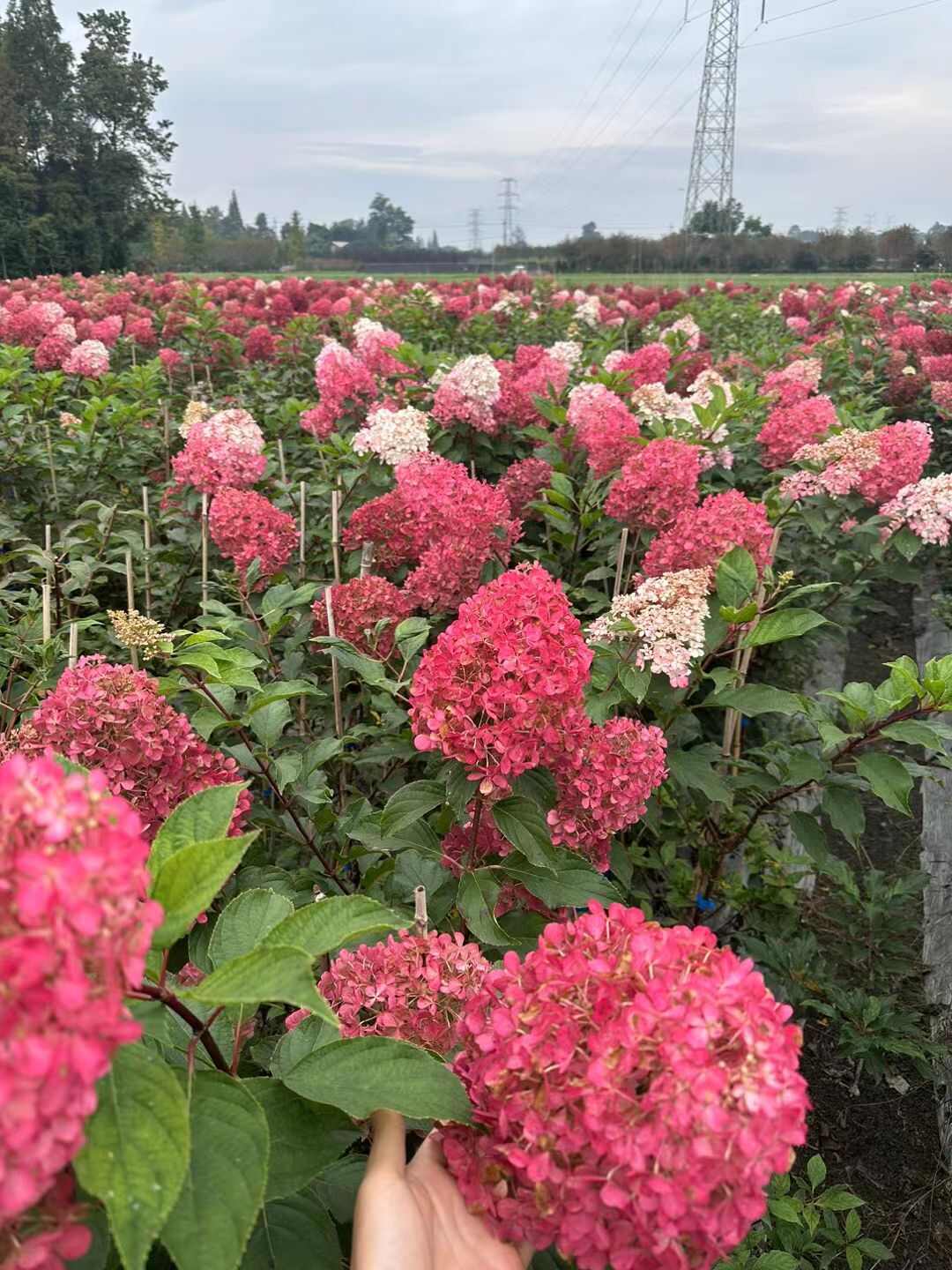 圆锥绣球香草草莓杯苗