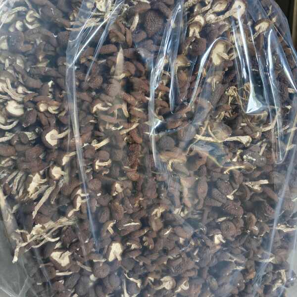 江西广昌茶树菇5号菇不开伞茶树菇茶薪菇干货2024新菇