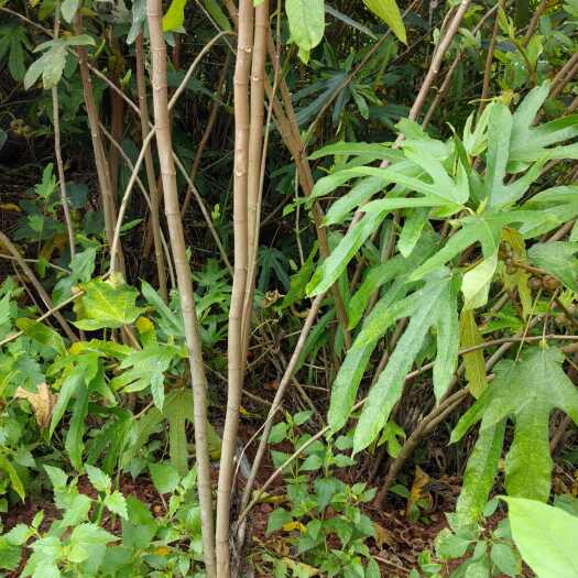 藤县种植两年多的五指毛桃