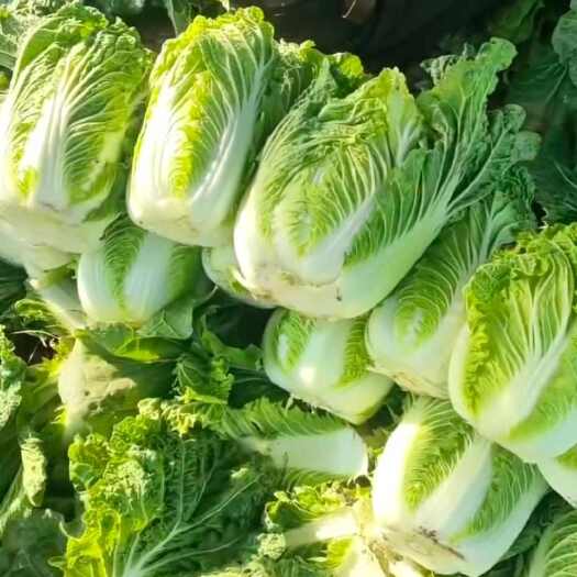 阳高县黄心大白菜