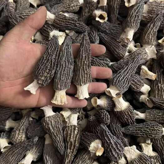 广州羊肚菌
