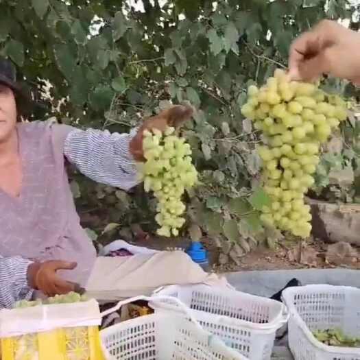 精河县新疆无核白葡萄口感超好