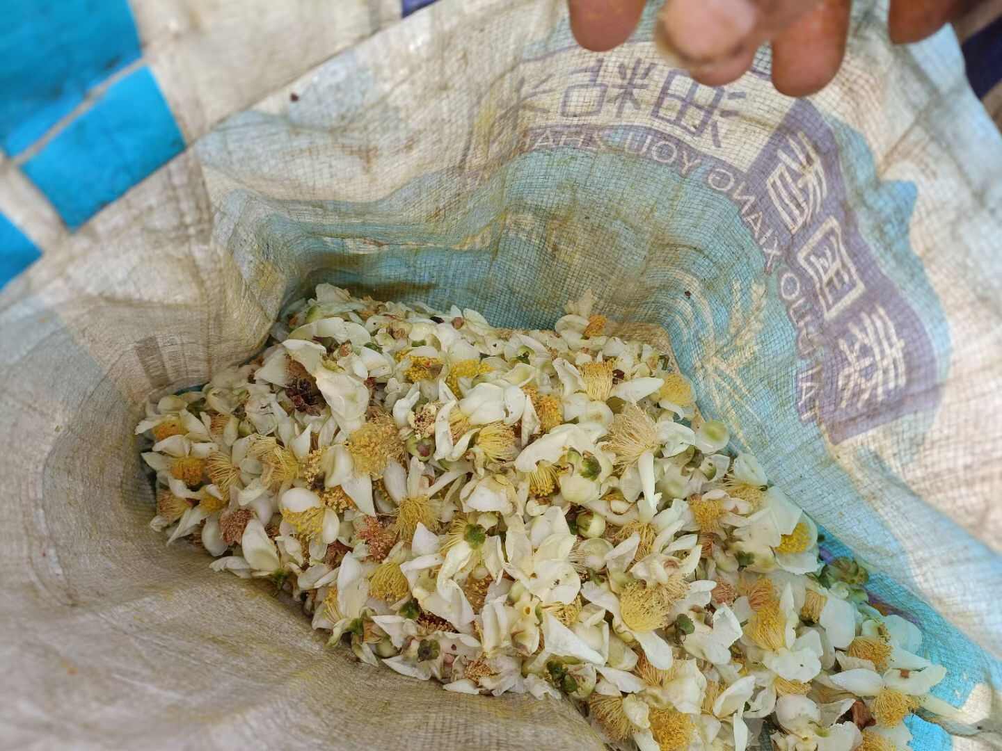 六堡茶花