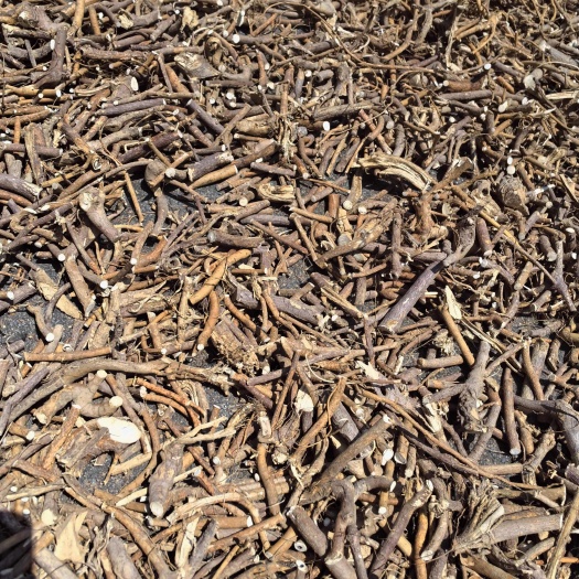 百色五指毛桃，奶香奶香的。（偏远地区邮费另算）