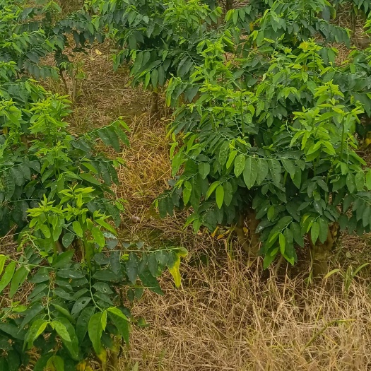横州市树仔菜