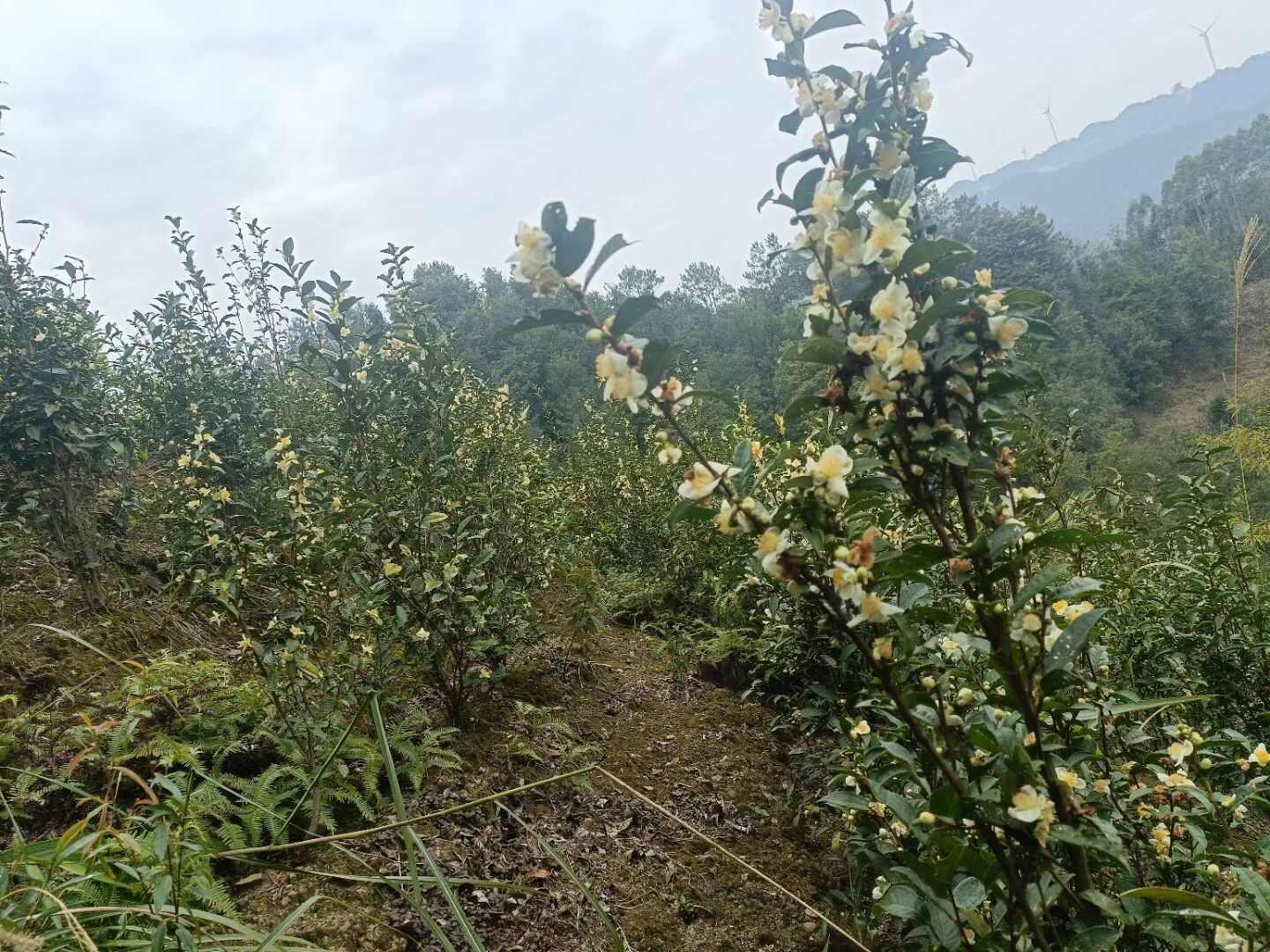 六堡茶花