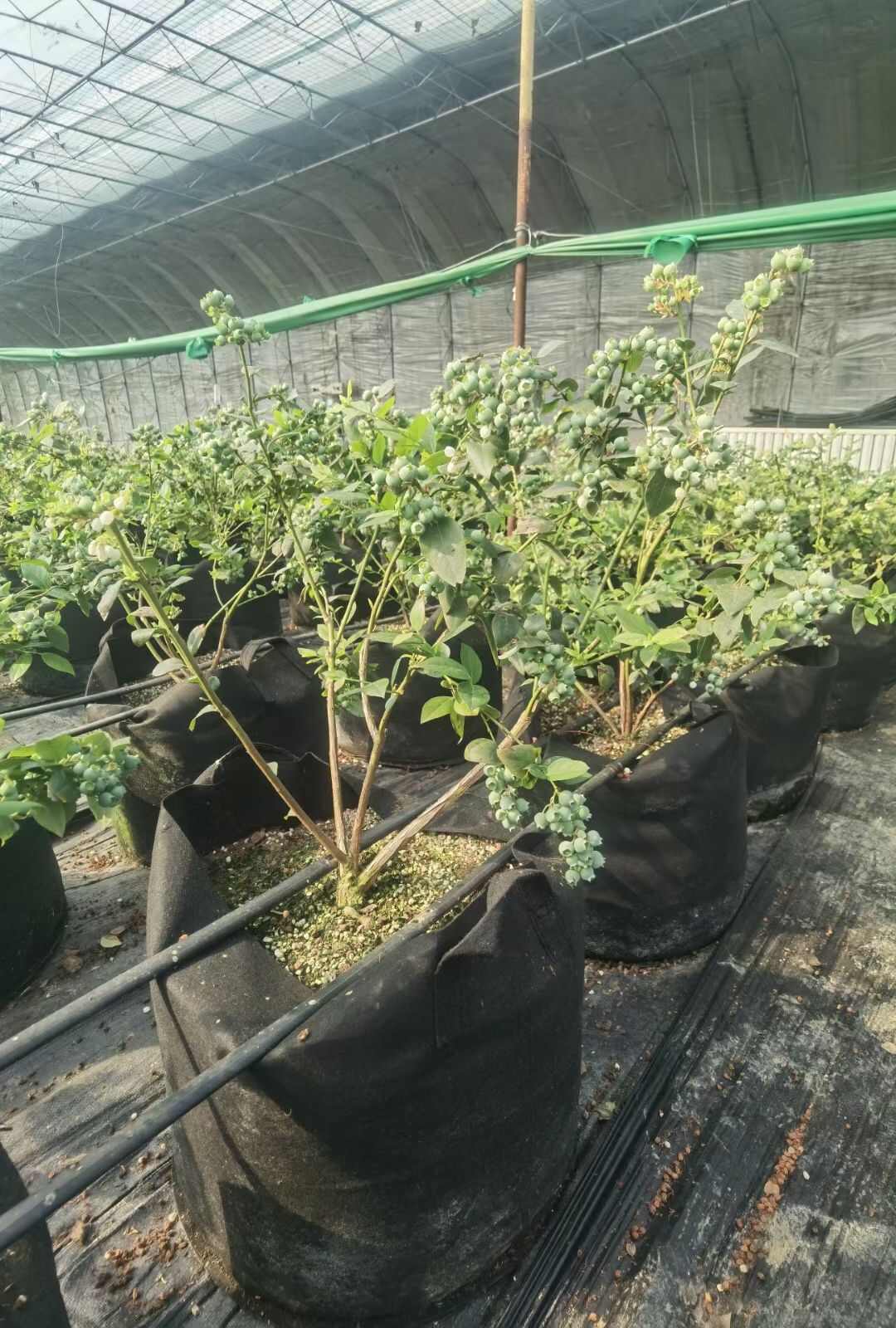 蓝莓专用基质 100升 酸性泥炭基质 蓝莓栽培基质