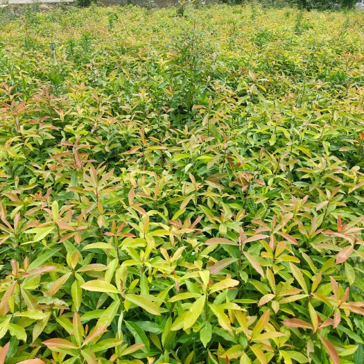 兴义市木荷