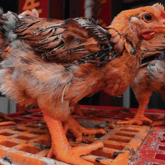 昆明肉鸡