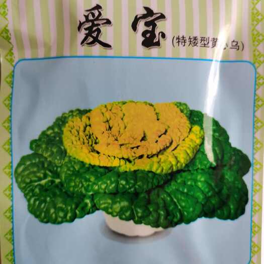 南阳黄心乌白菜种子  爱宝 黄金叶一号 帝傲特矮型黄心乌种子