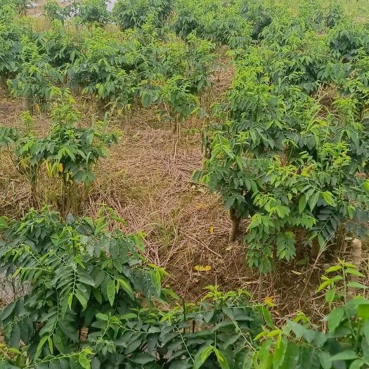 横州市树仔菜