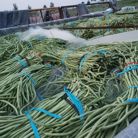 单县鲜豆角大量上市，有需要的老板请联系