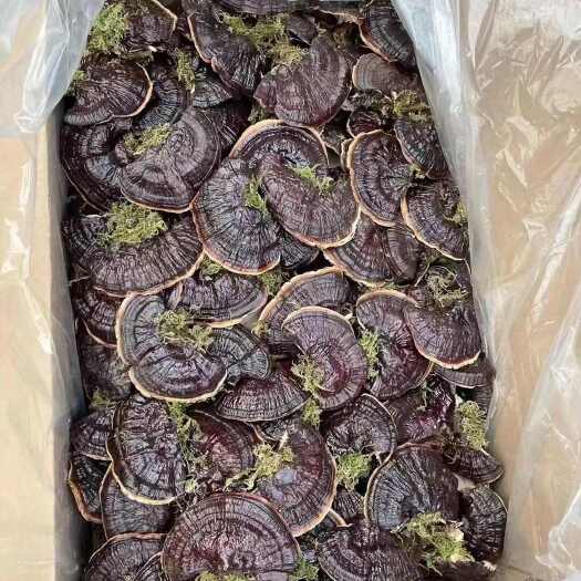 靖宇县金边灵芝