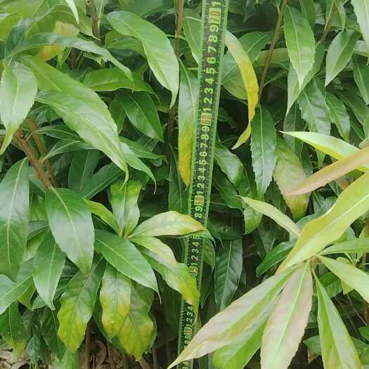 广州造林小能手荷木苗，防火带专用