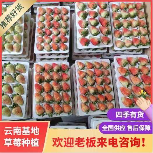 会泽县基地直供的草莓，质优价廉畅销全国