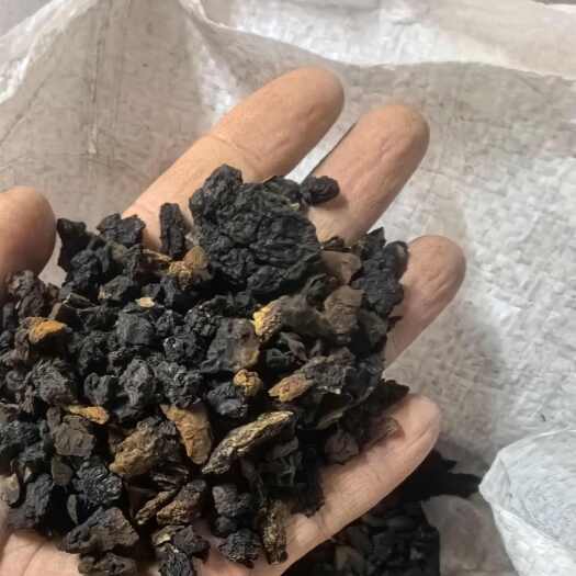 黑河桦树茸黑金颗粒